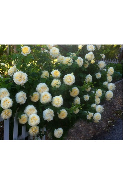 Троянда ‘Сірано де Бержерак’ у ландшафтному дизайні